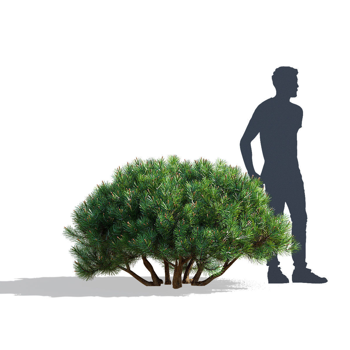 Pinus mugo 3 3D model_4