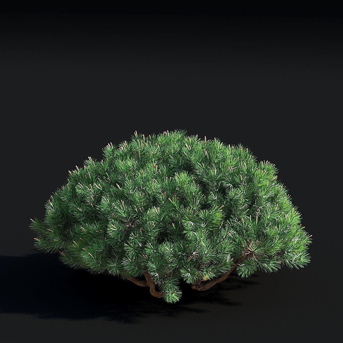 Pinus mugo 3 3D model_6