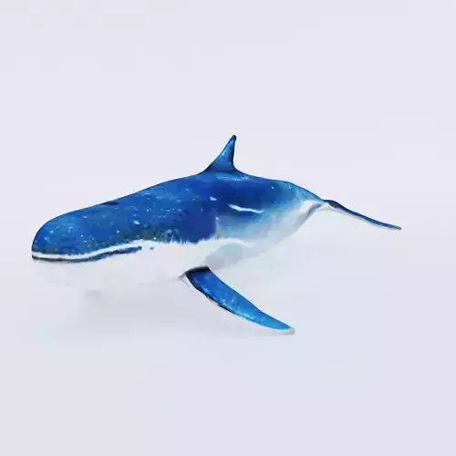 Whale Free 3D model