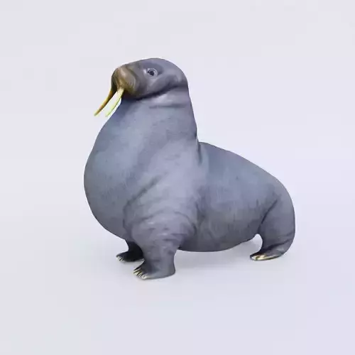 Walrus Free 3D model