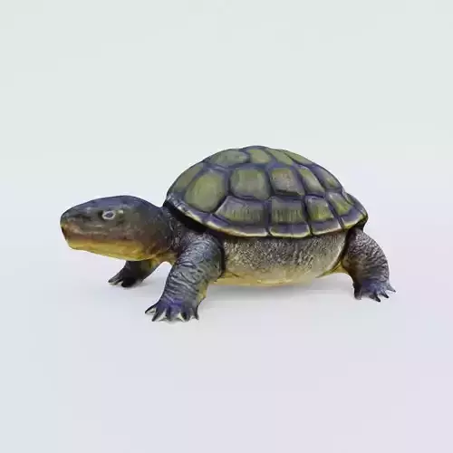 Tortoise