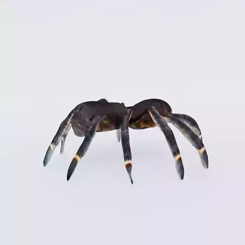 Tarantula