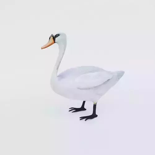 Swan Animal