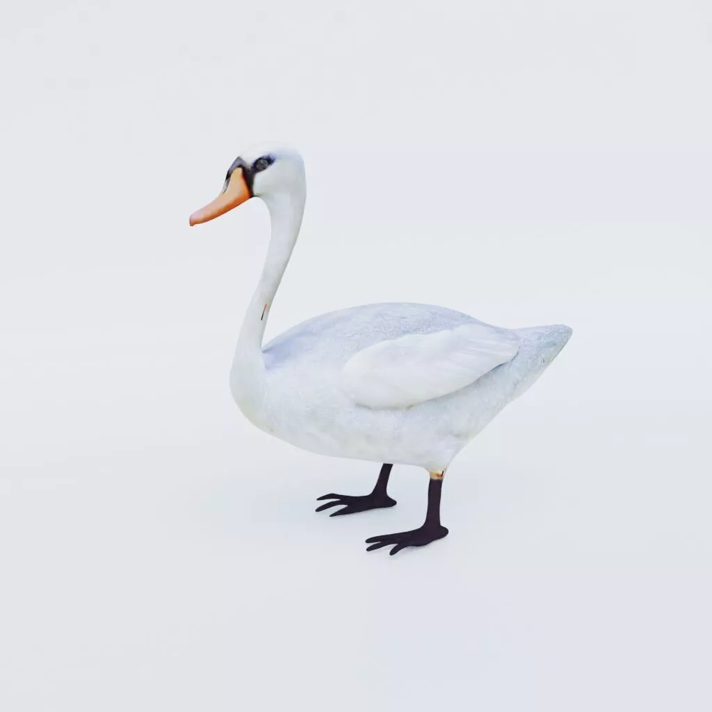 Swan Animal Free 3D model