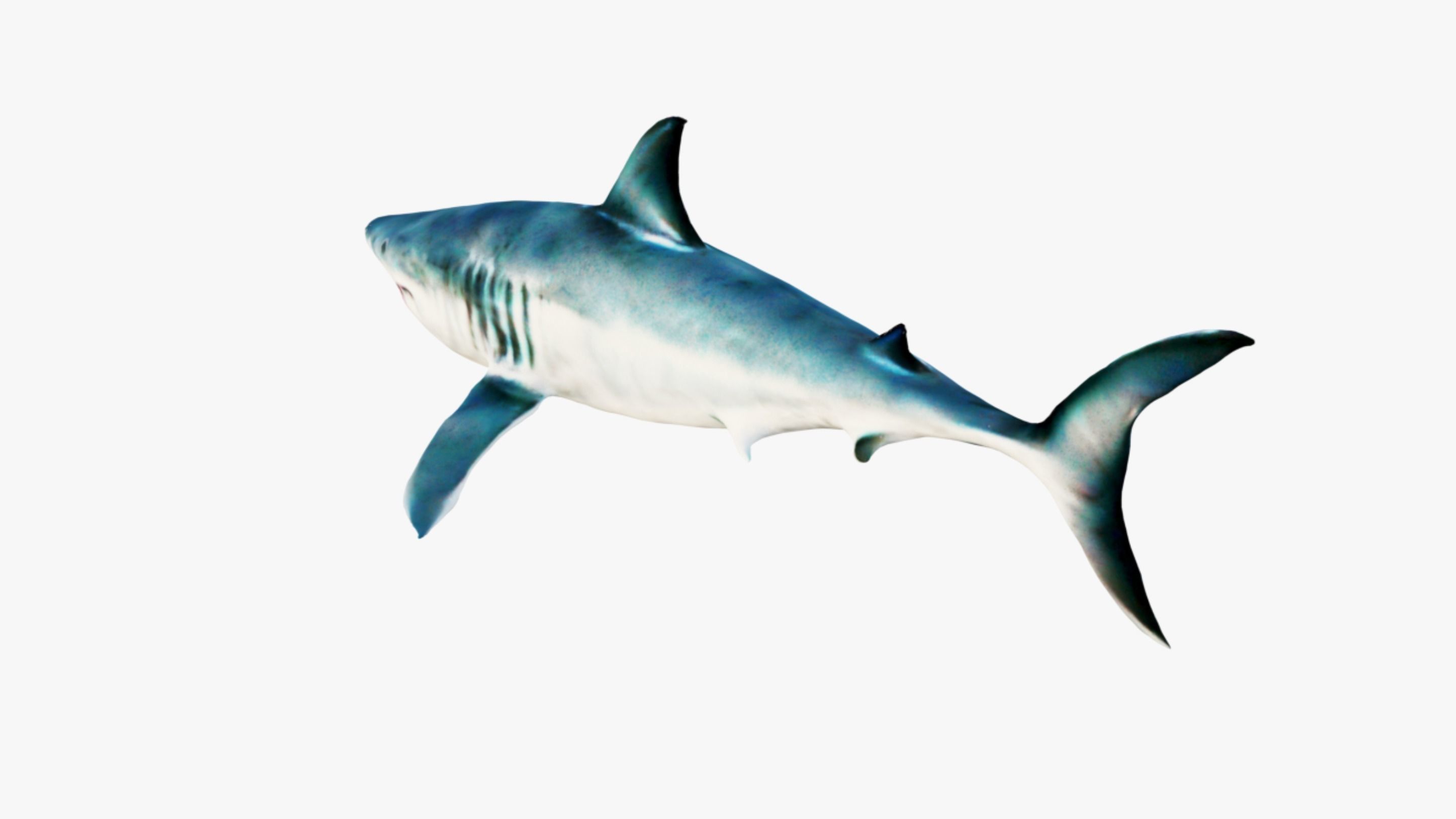 Shark Free 3D model_4