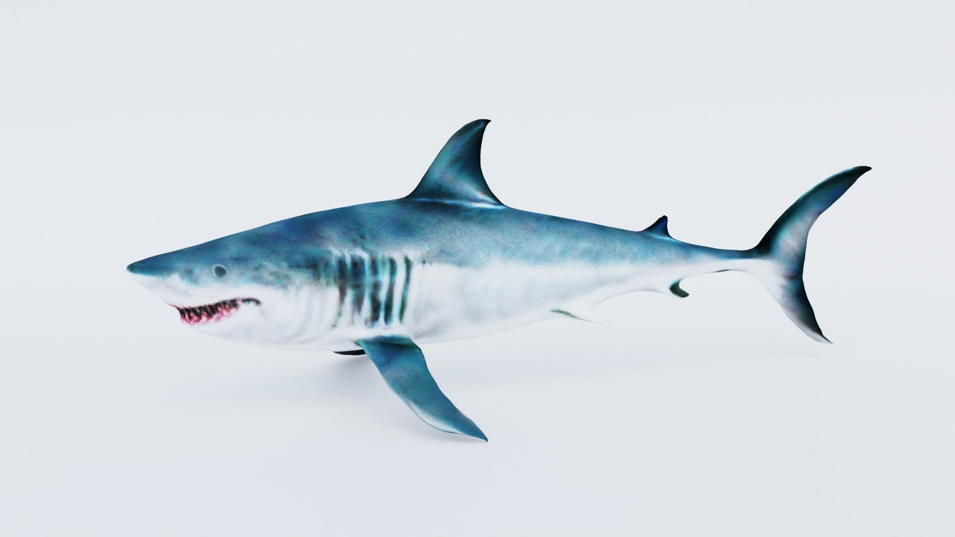 Shark Free 3D model_2