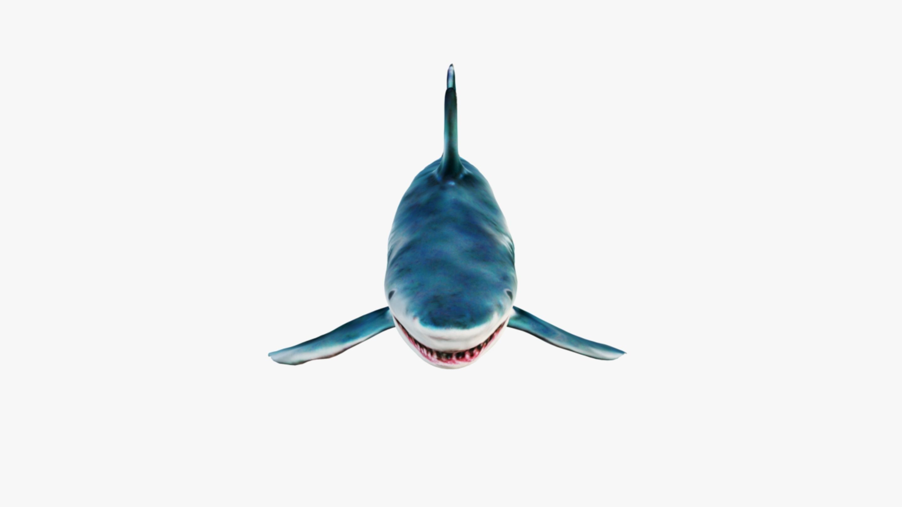 Shark Free 3D model_3