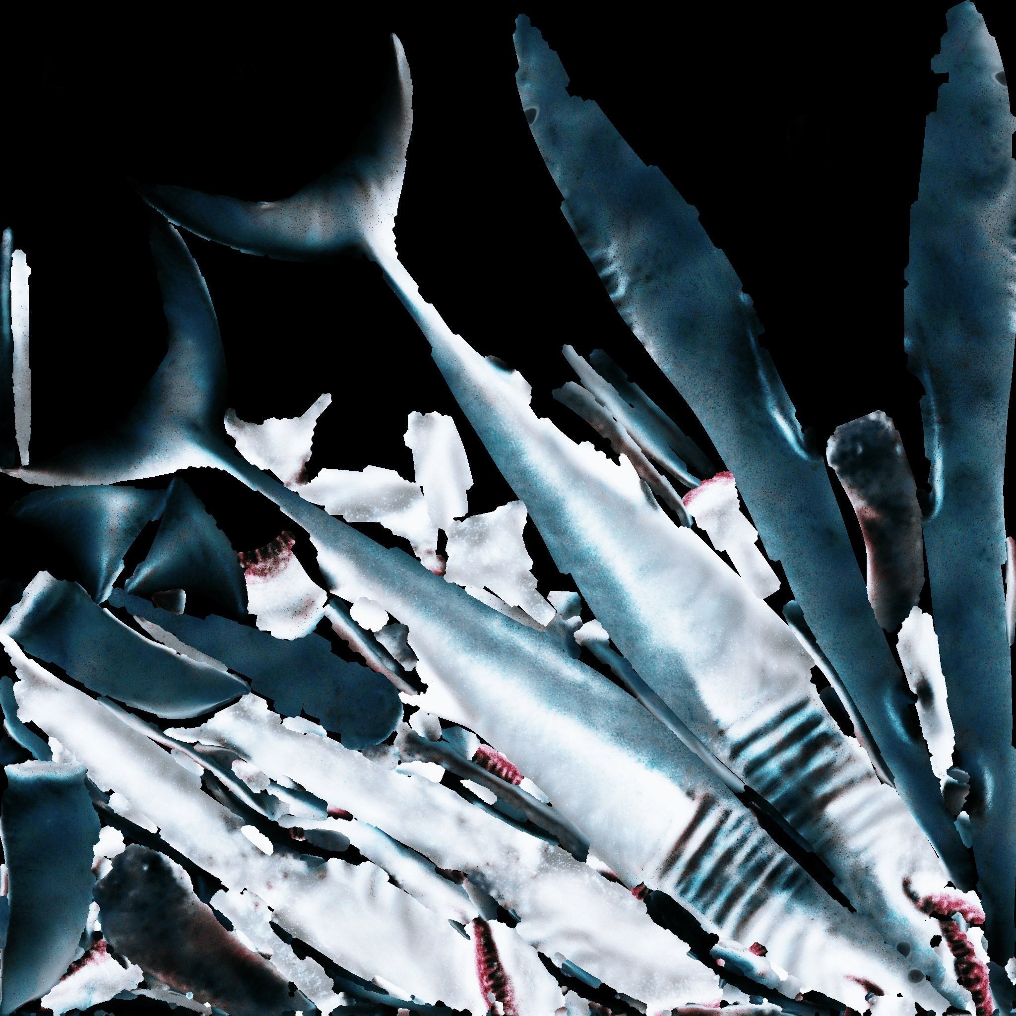 Shark Free 3D model_8