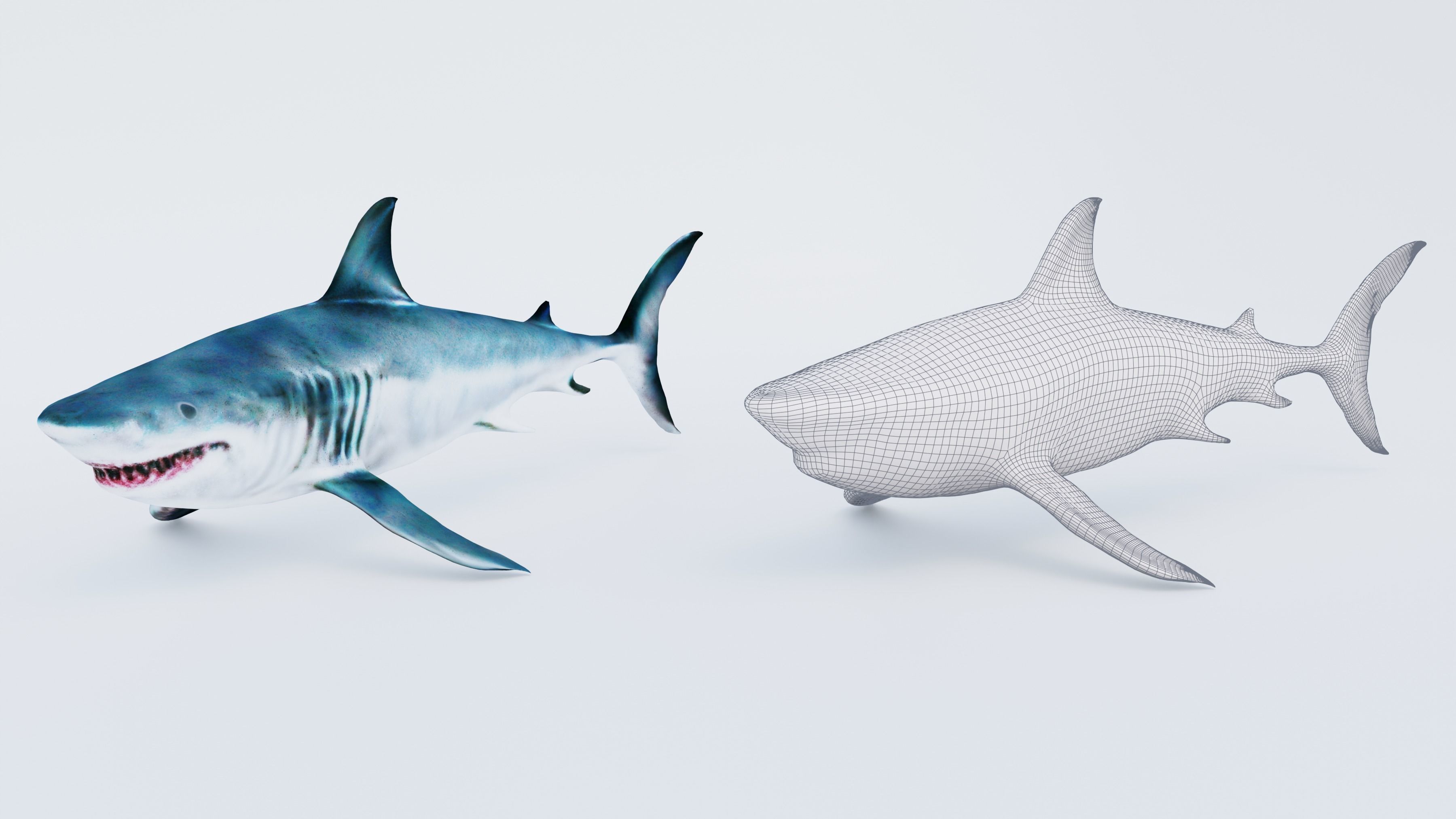 Shark Free 3D model_6