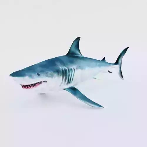 Shark