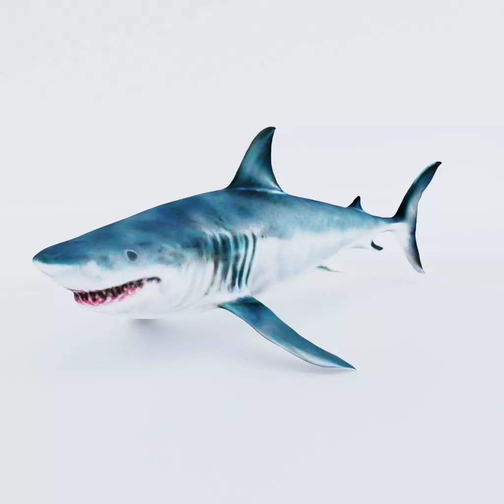 Shark Free 3D model_0