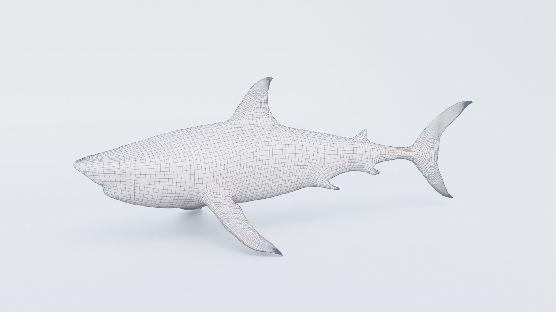Shark Free 3D model_7