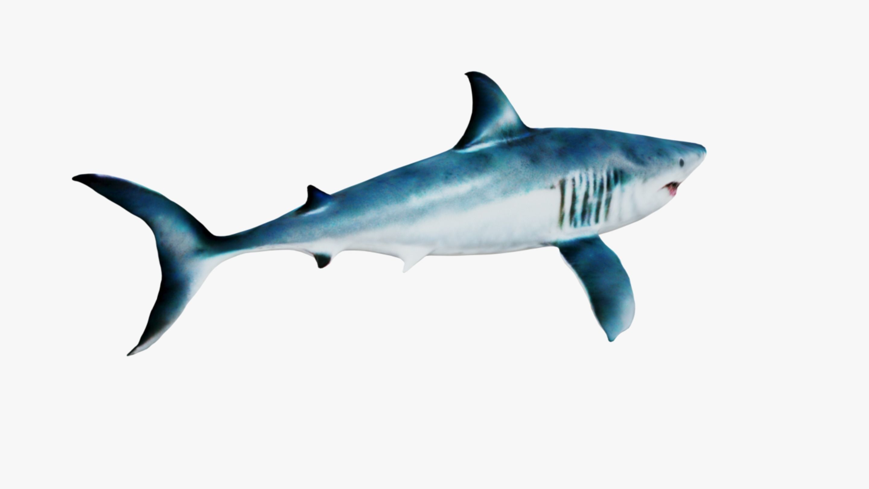 Shark Free 3D model_5