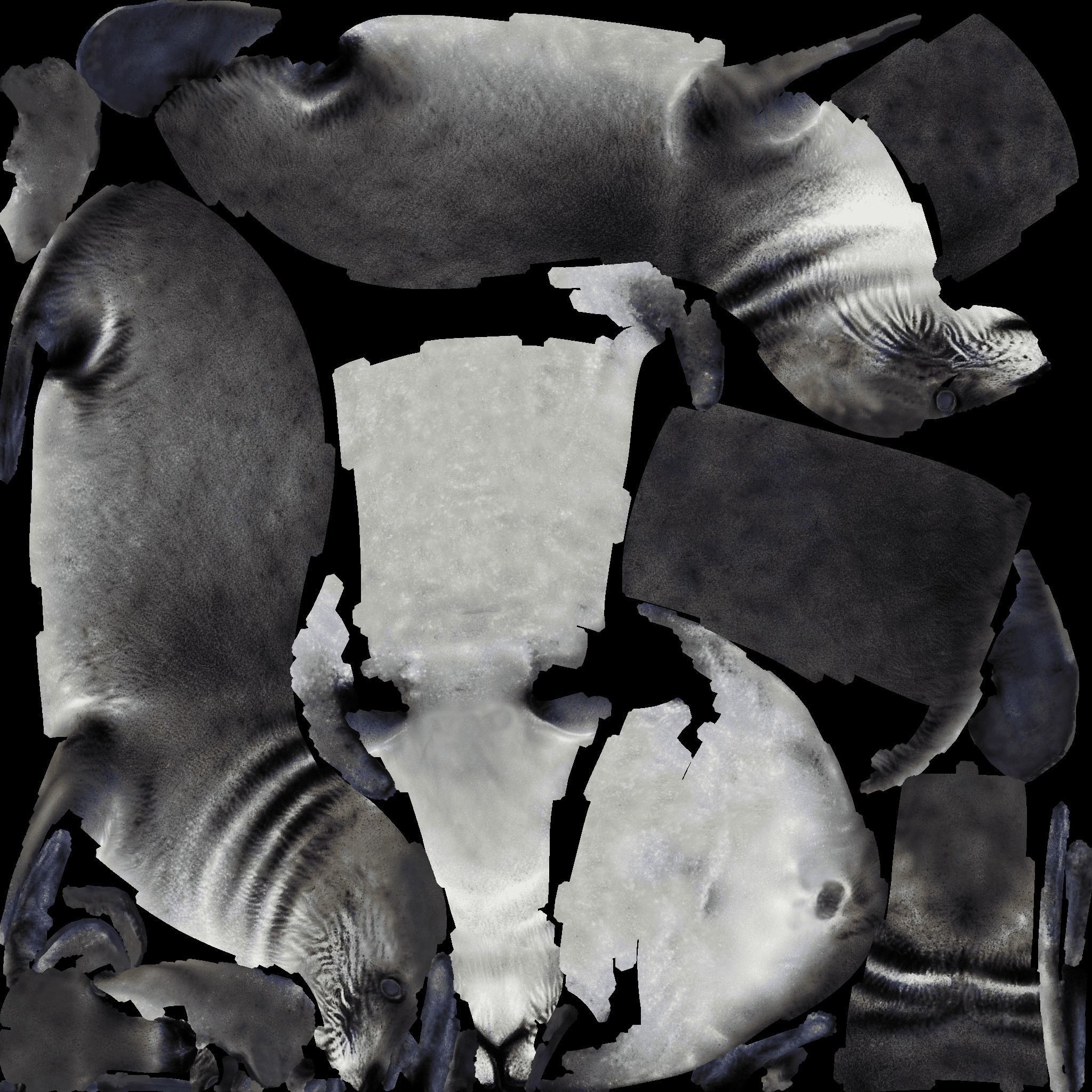 Seal Animal Free 3D model_8