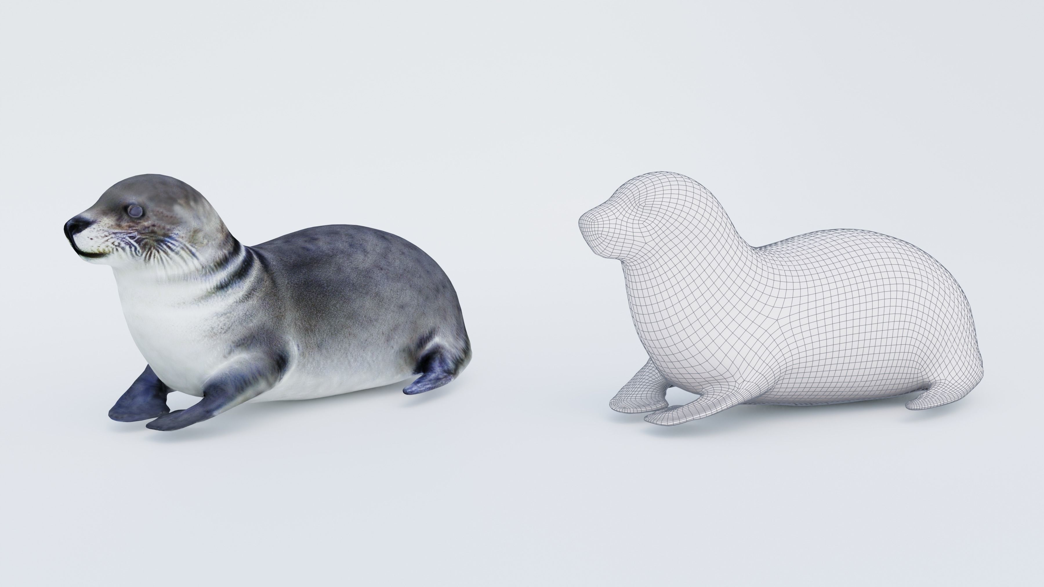 Seal Animal Free 3D model_6
