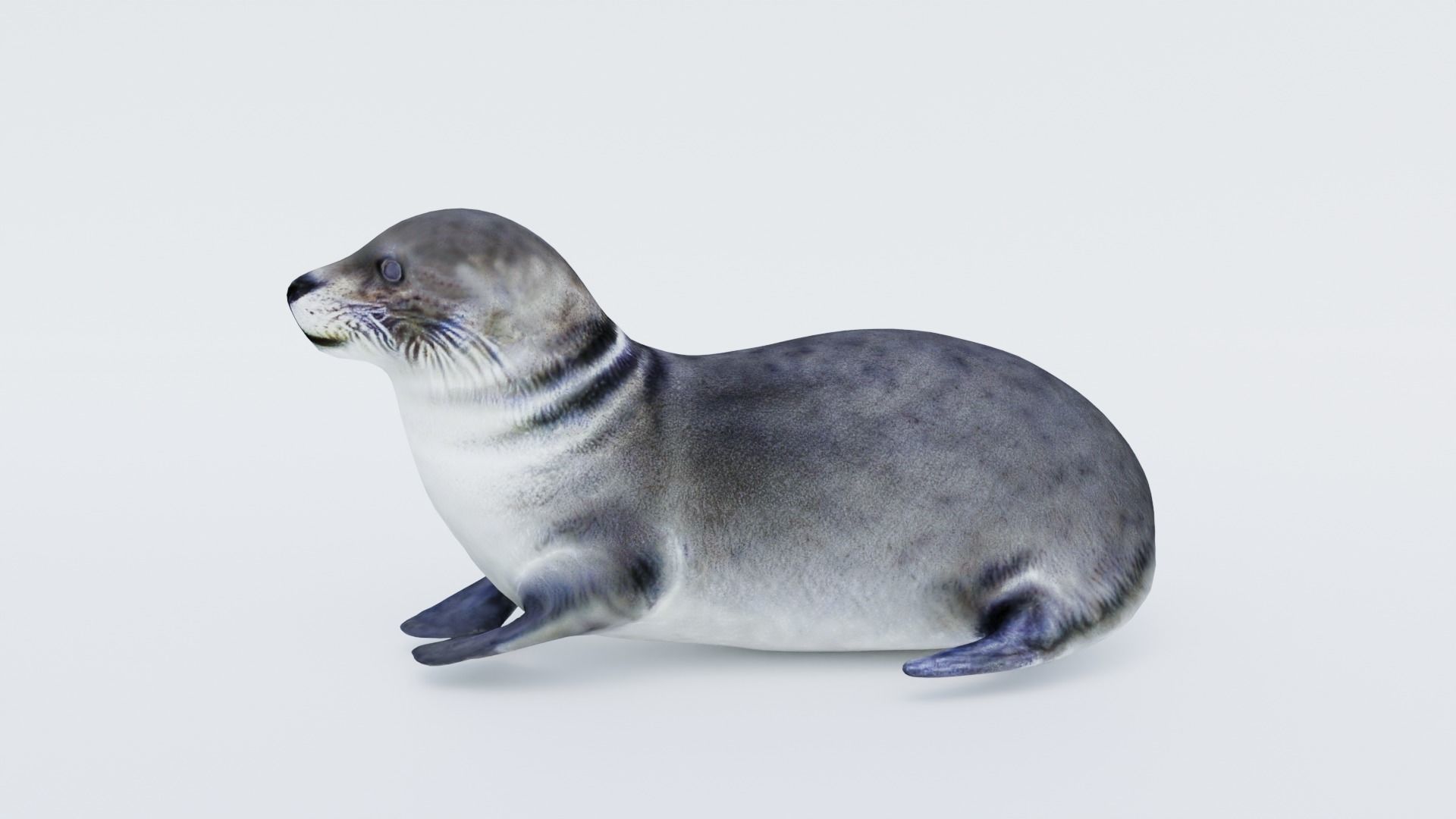 Seal Animal Free 3D model_2