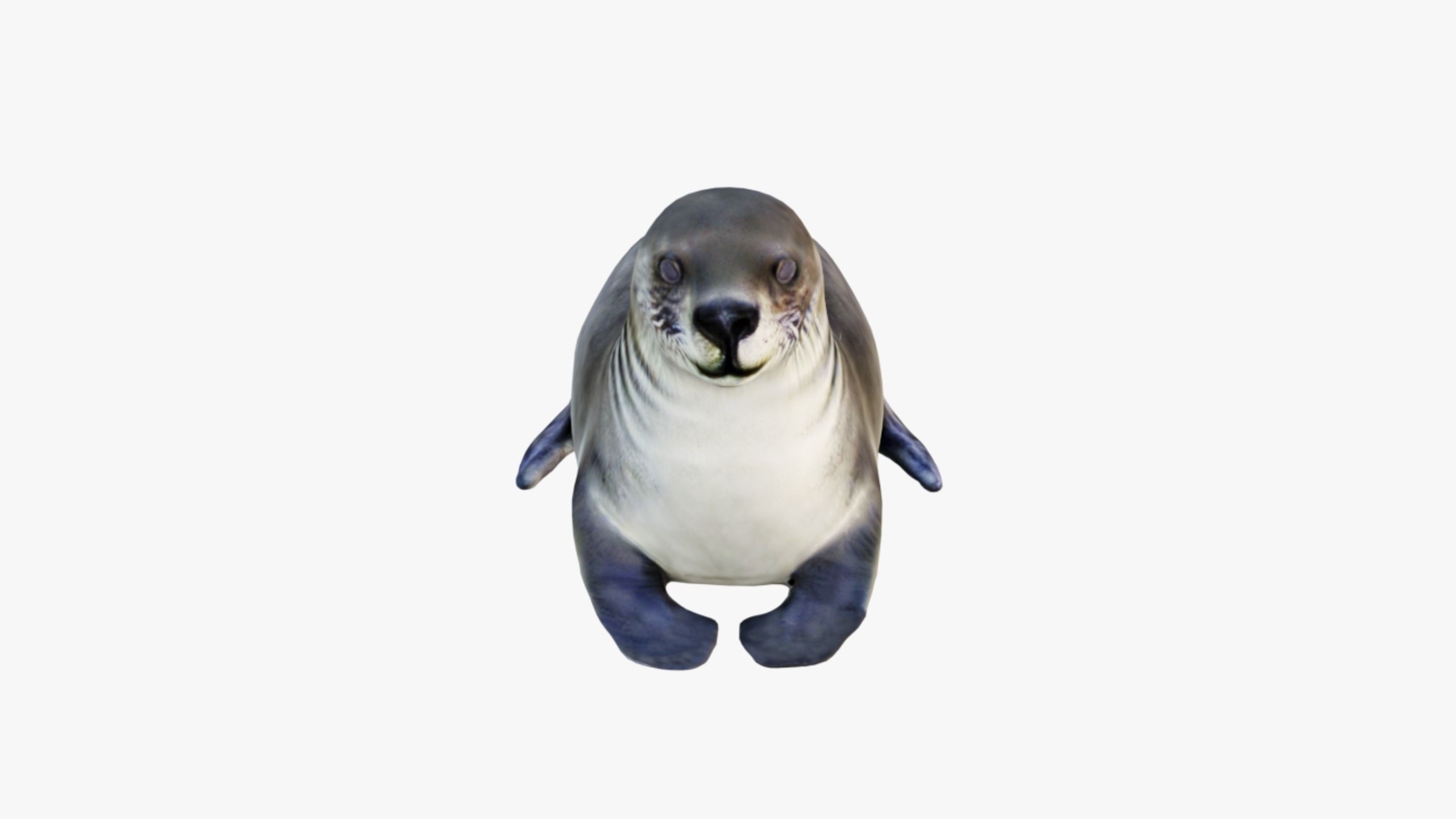 Seal Animal Free 3D model_3