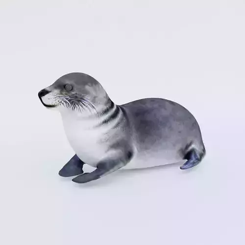 Seal Animal Free 3D model