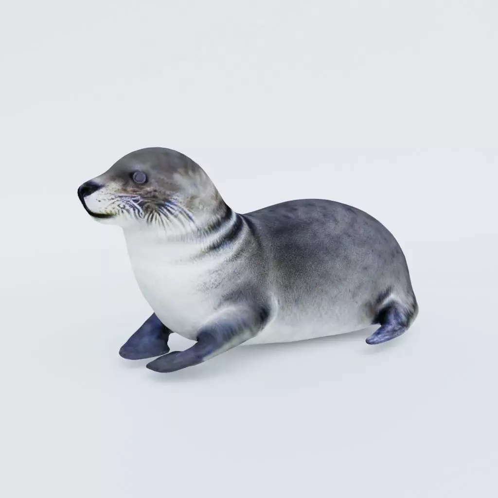 Seal Animal Free 3D model_0