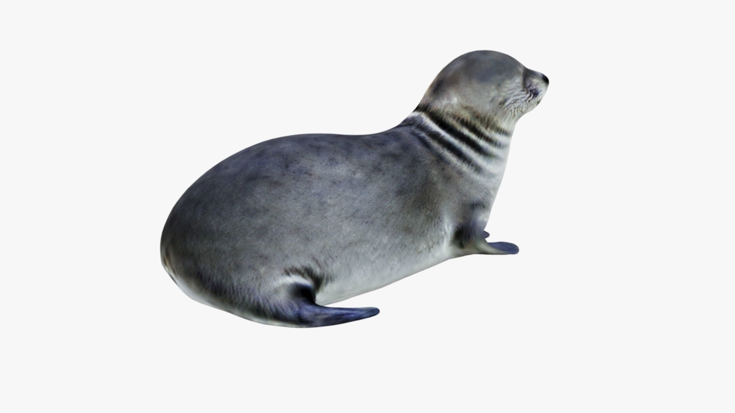 Seal Animal Free 3D model_5