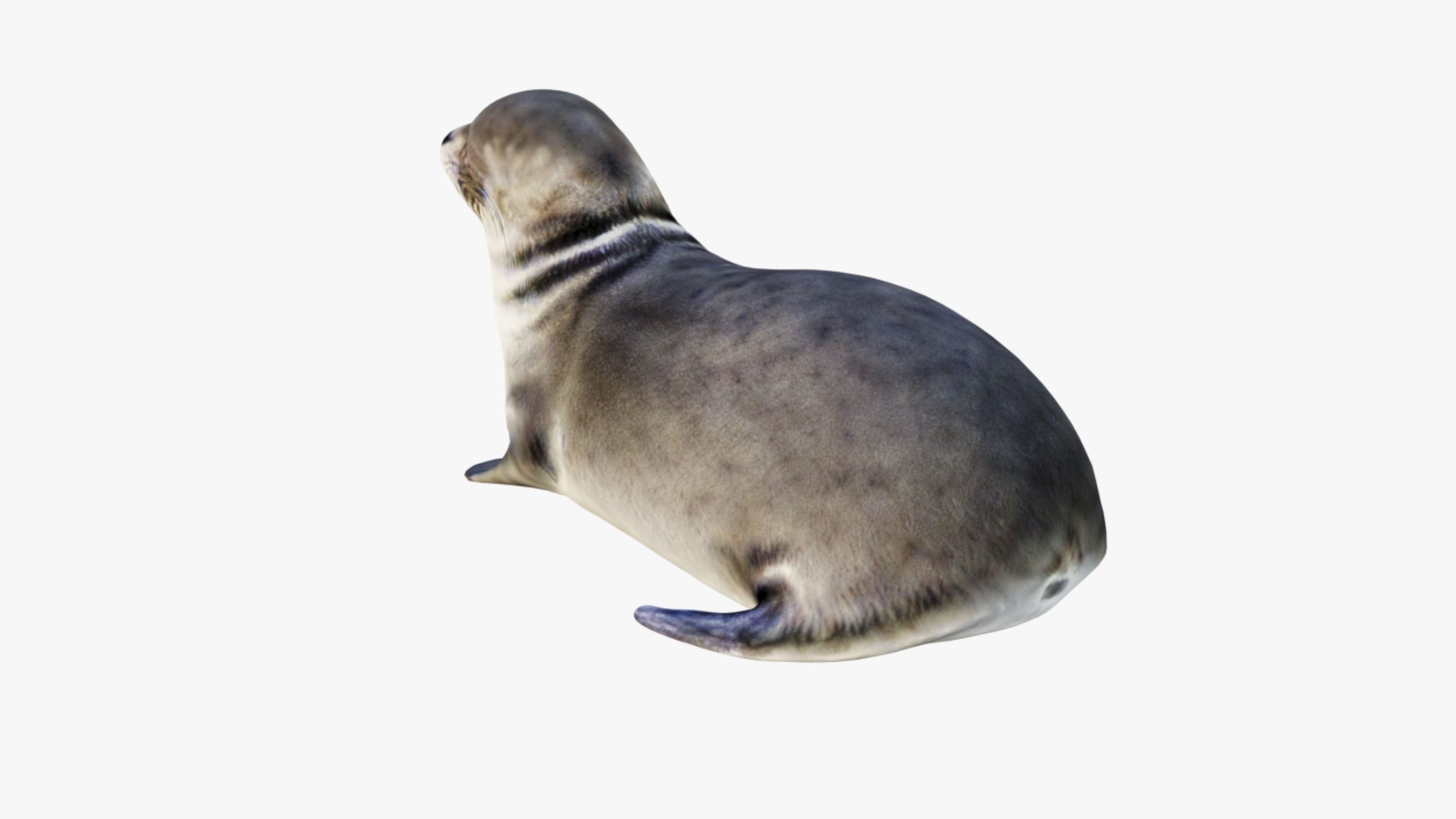 Seal Animal Free 3D model_4