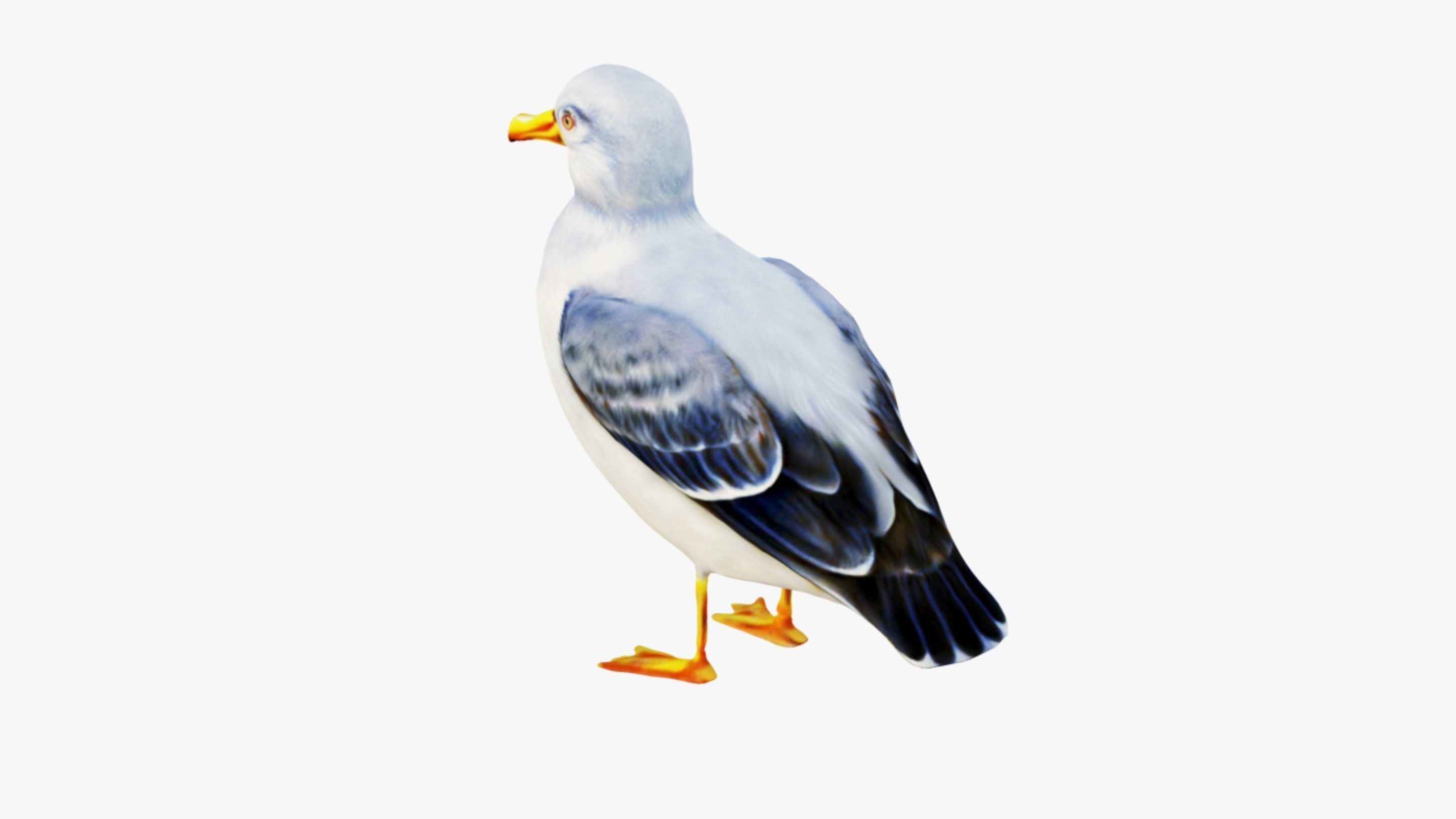Seagull Free 3D model_4