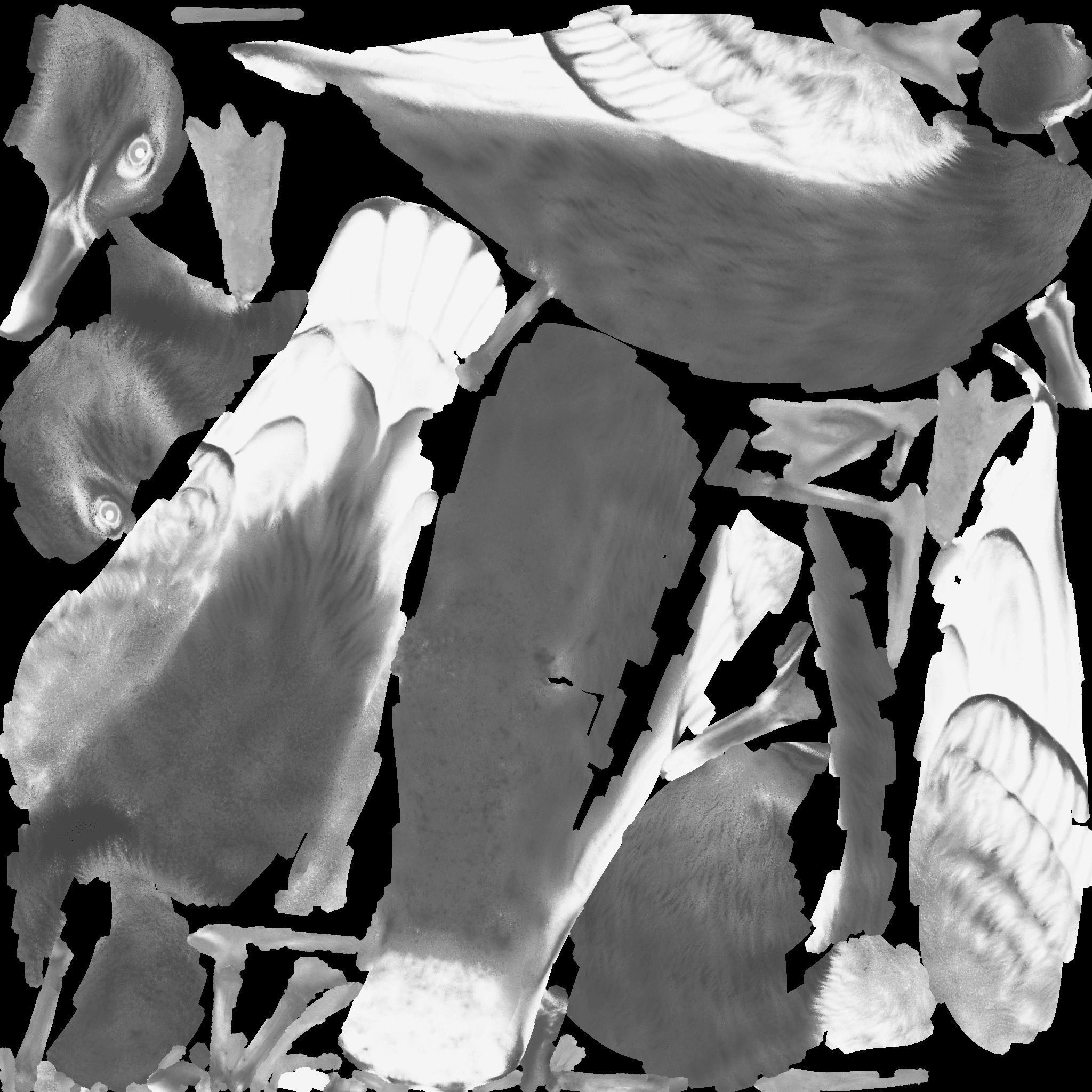 Seagull Free 3D model_10