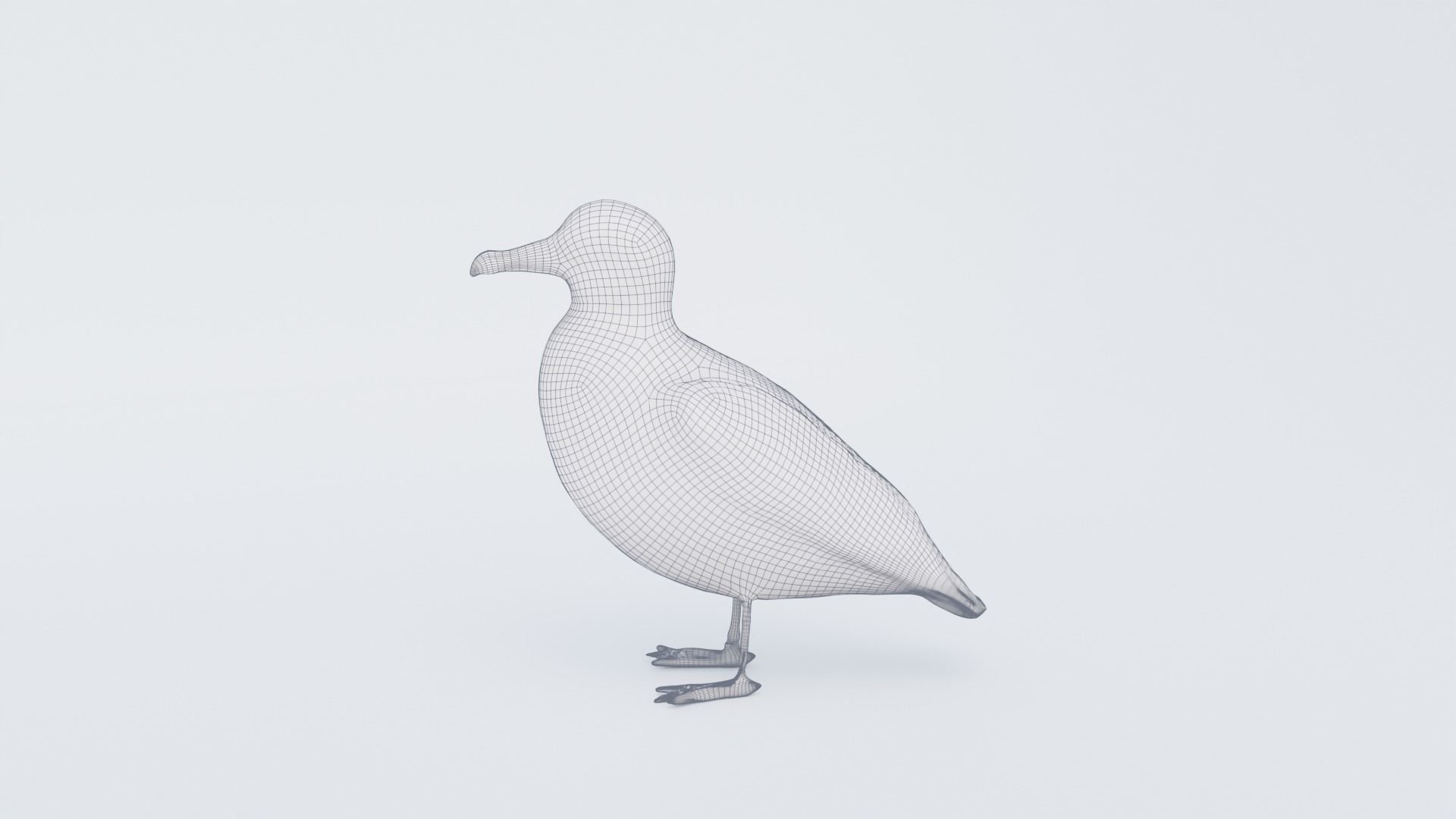 Seagull Free 3D model_7