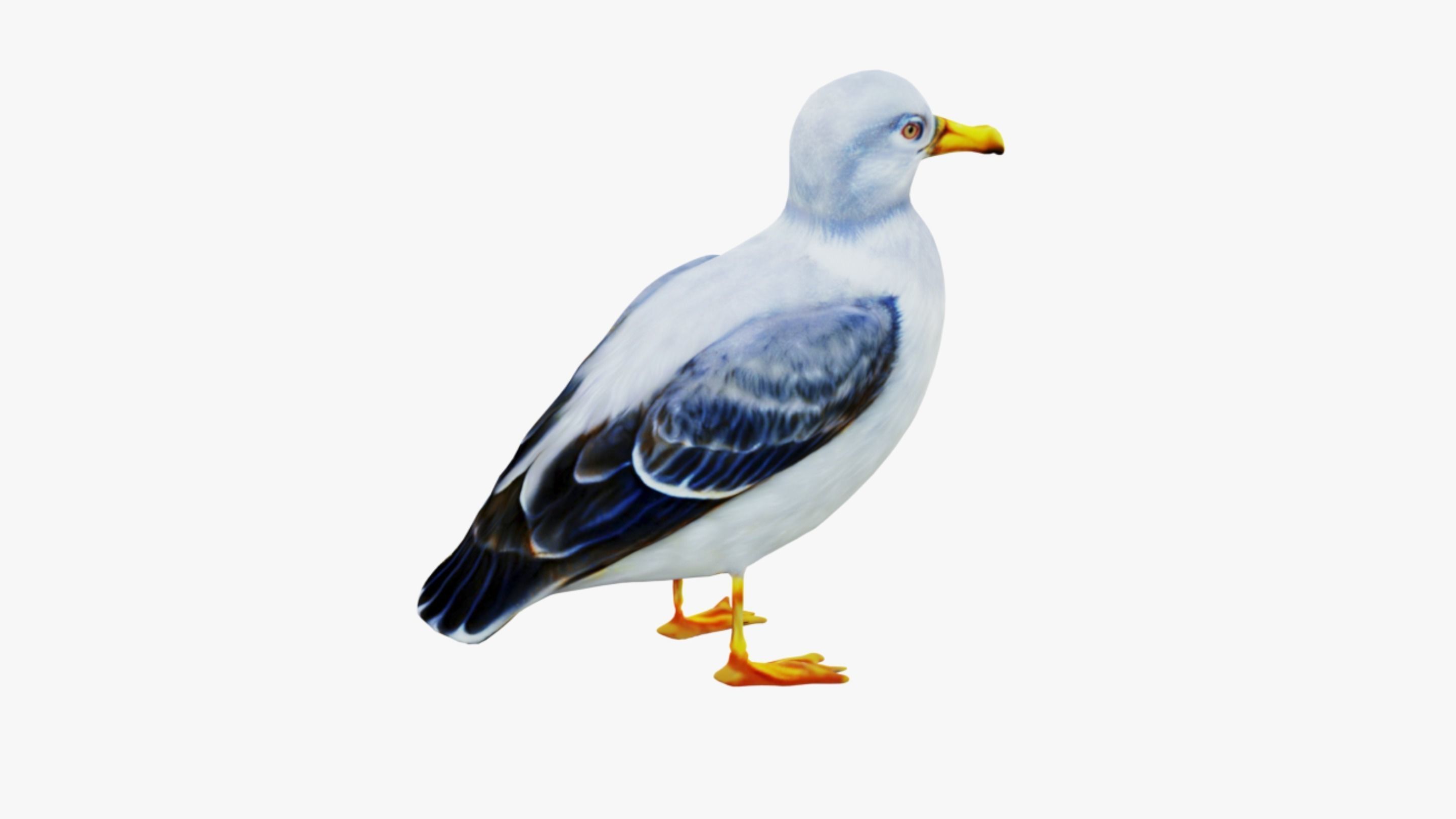 Seagull Free 3D model_5