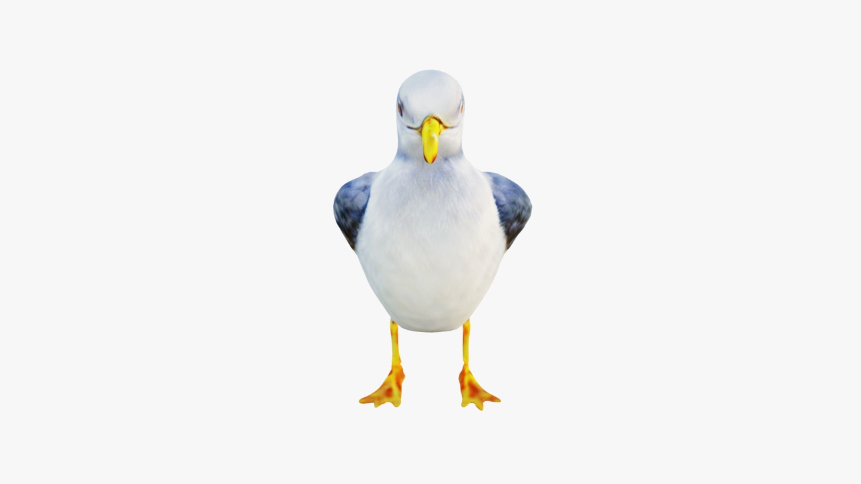 Seagull Free 3D model_3