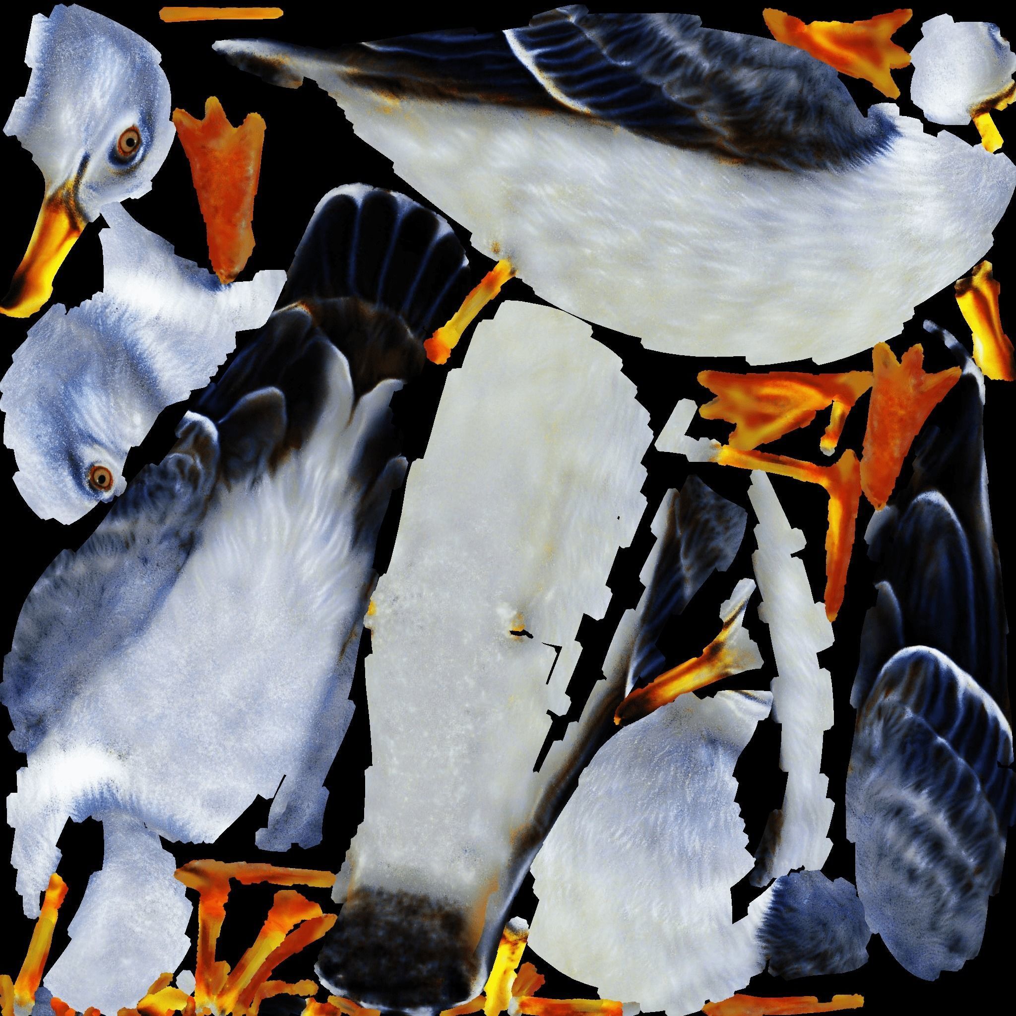 Seagull Free 3D model_8