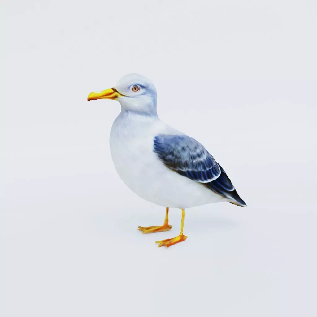 Seagull Free 3D model_0