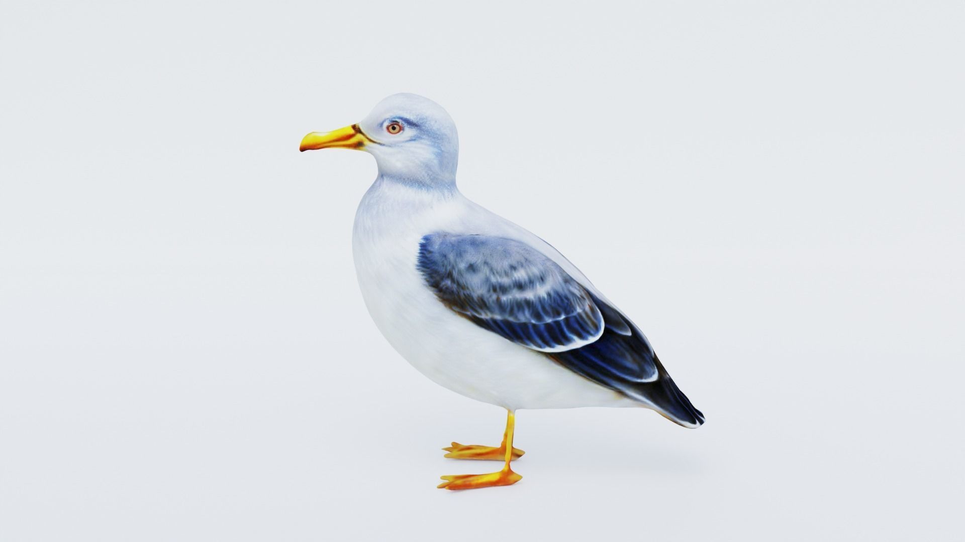 Seagull Free 3D model_2