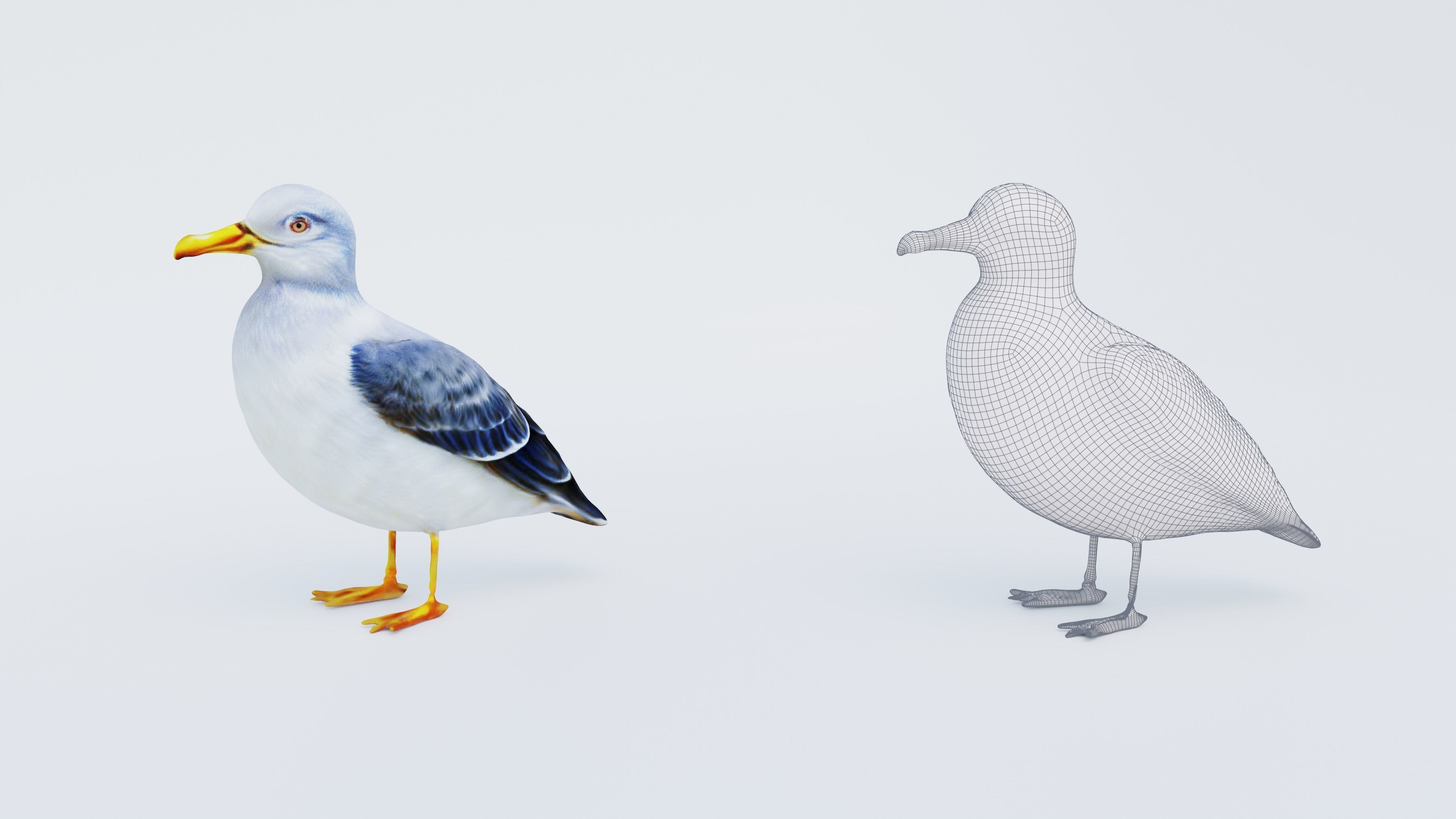 Seagull Free 3D model_6