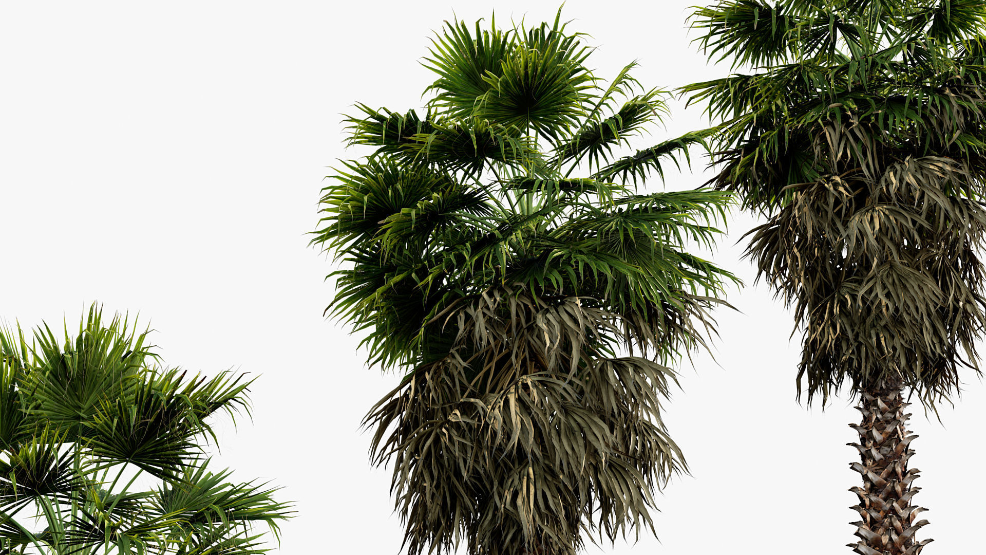 Plant Package 01 Palm 3D model_47