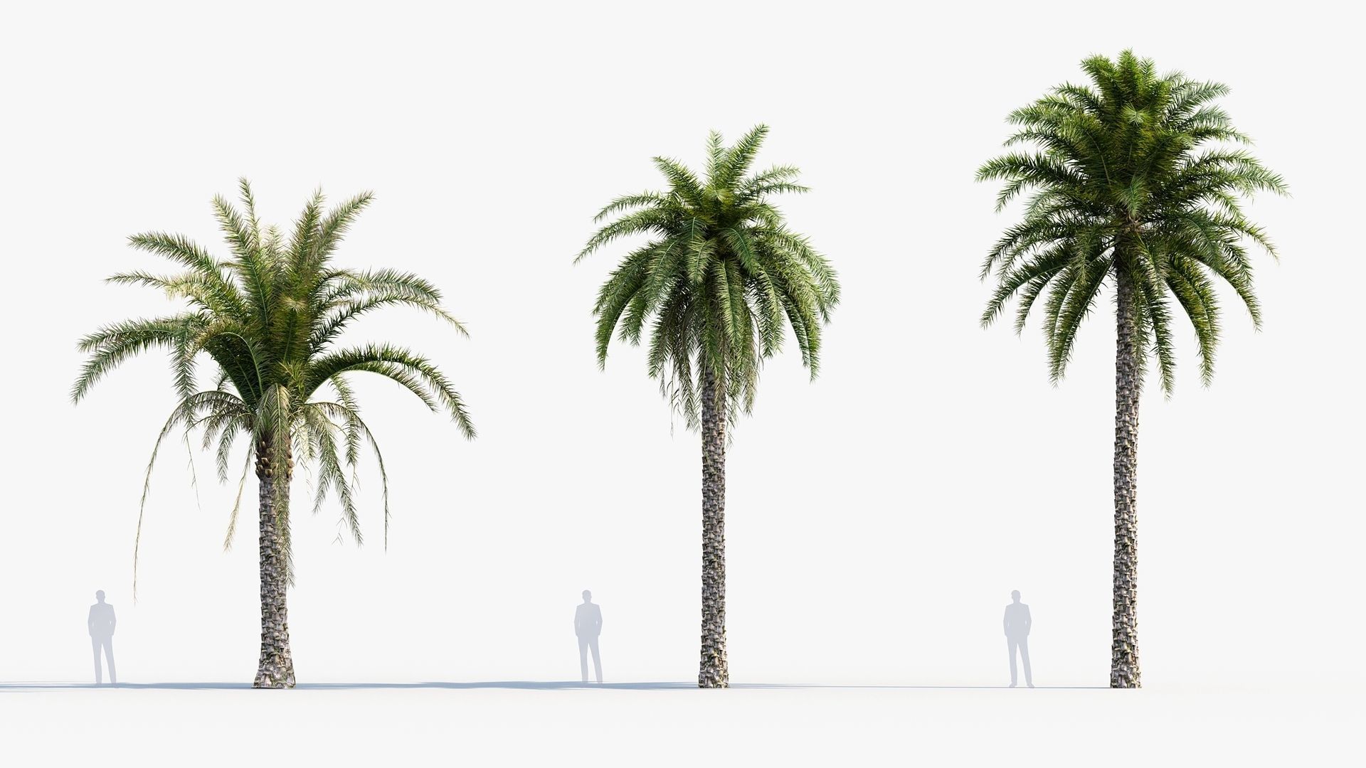 Plant Package 01 Palm 3D model_27