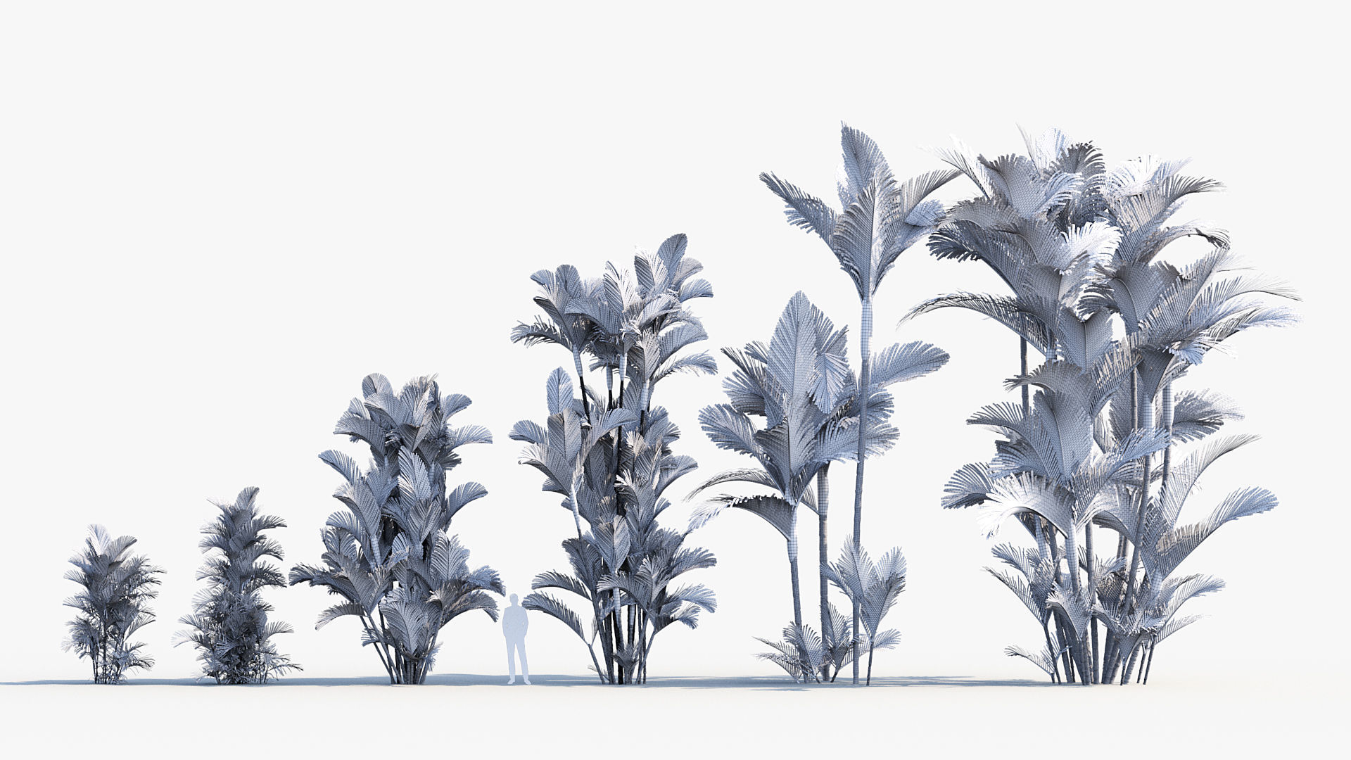 Plant Package 01 Palm 3D model_24