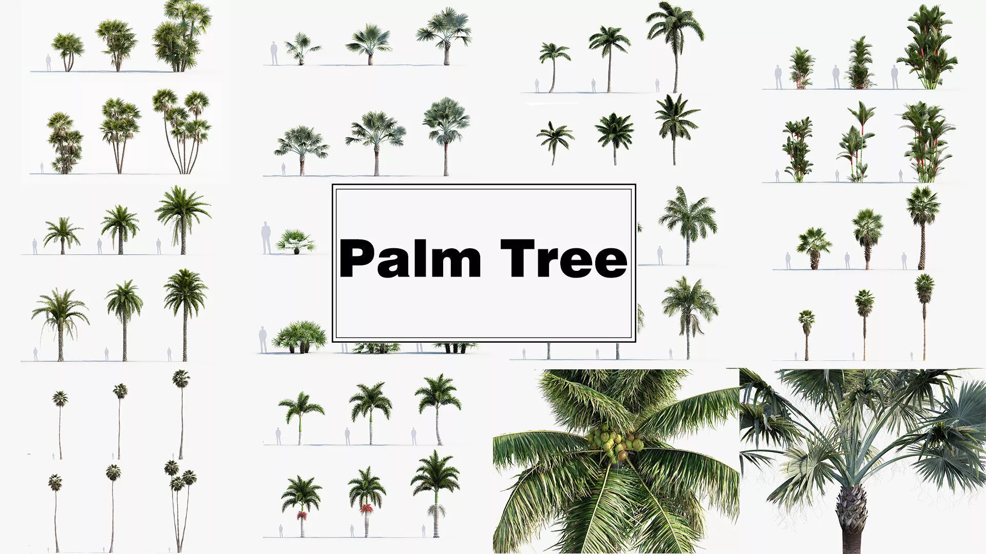 Palm collection 3D model