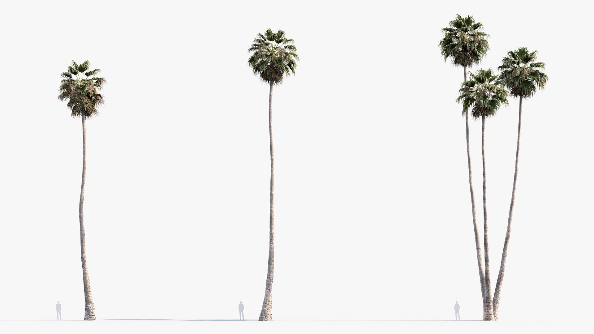 Plant Package 01 Palm 3D model_51