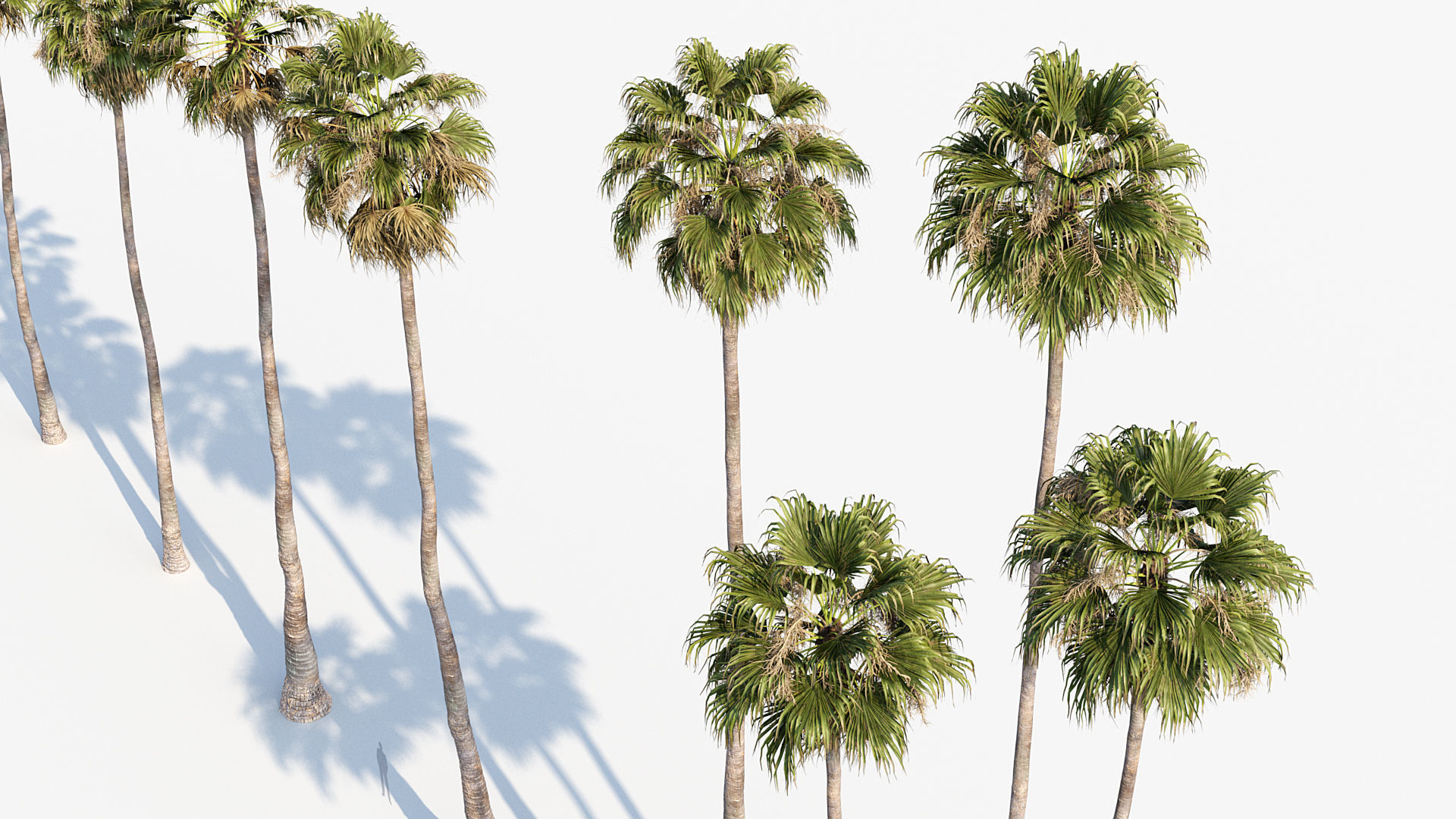 Plant Package 01 Palm 3D model_52