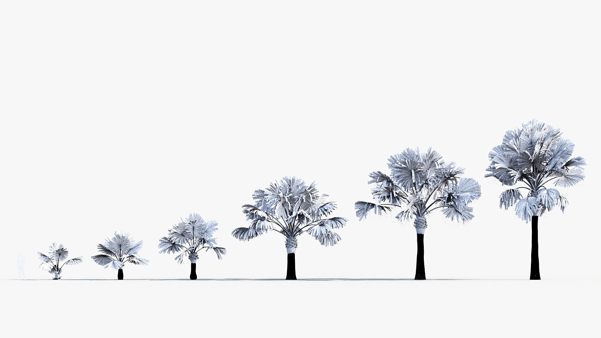 Plant Package 01 Palm 3D model_12