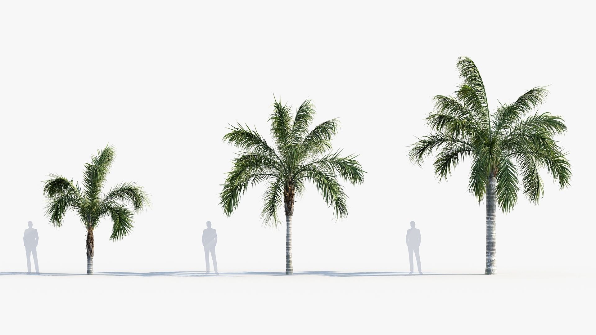 Plant Package 01 Palm 3D model_38