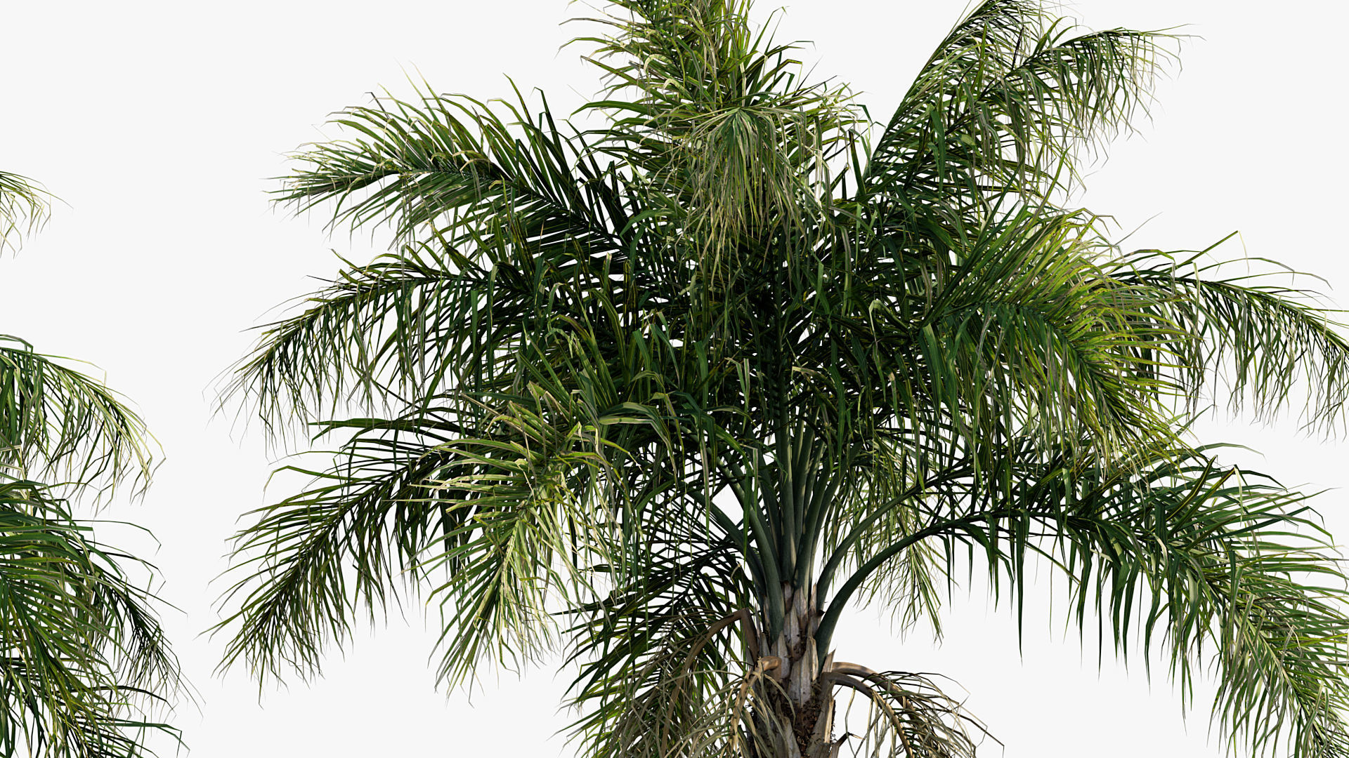 Plant Package 01 Palm 3D model_41