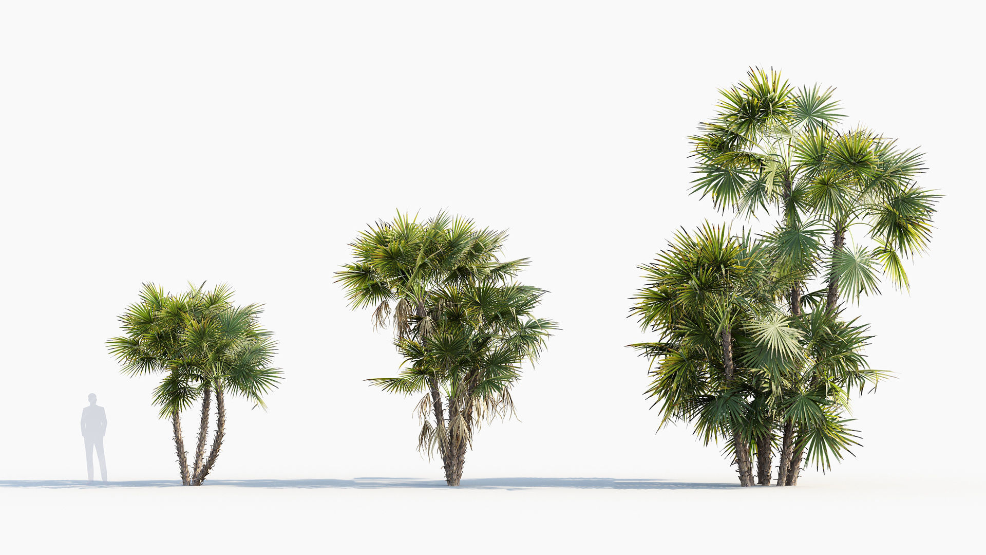 Plant Package 01 Palm 3D model_2