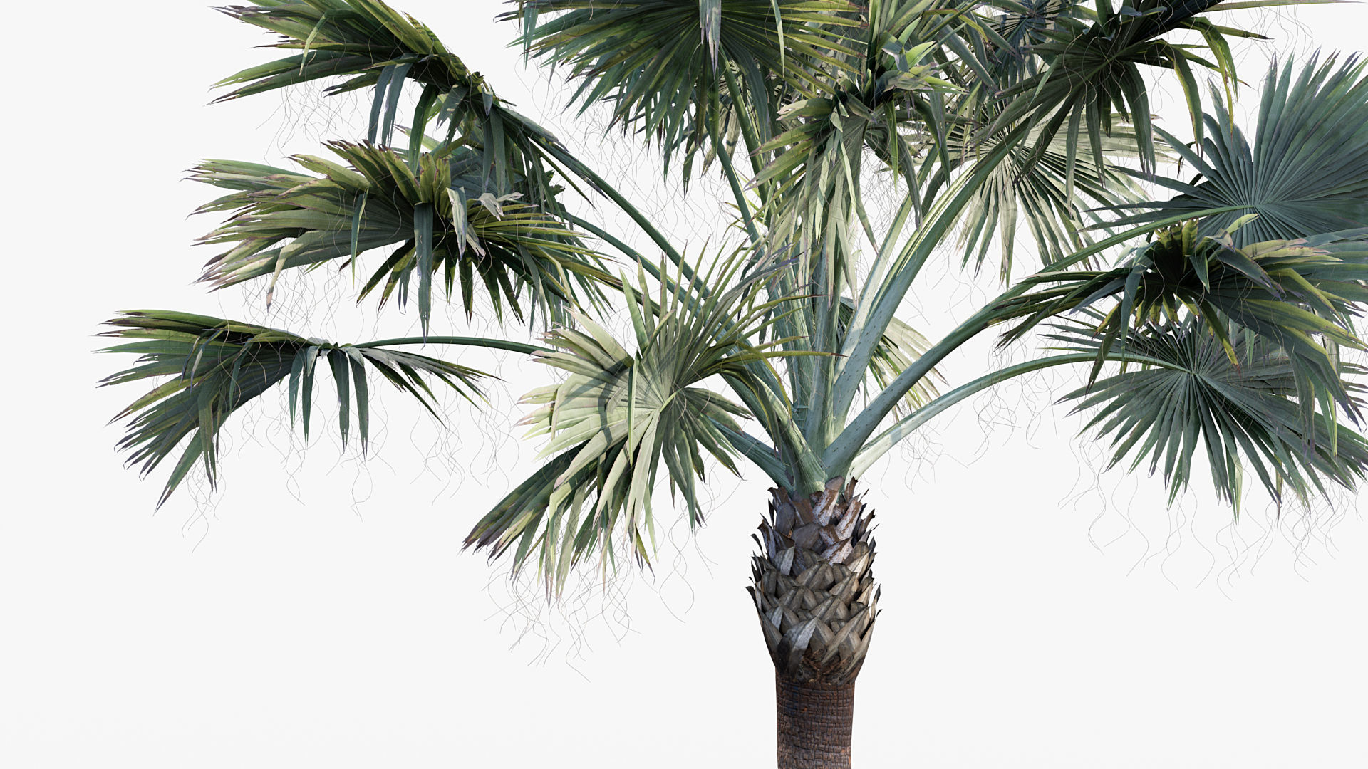 Plant Package 01 Palm 3D model_10