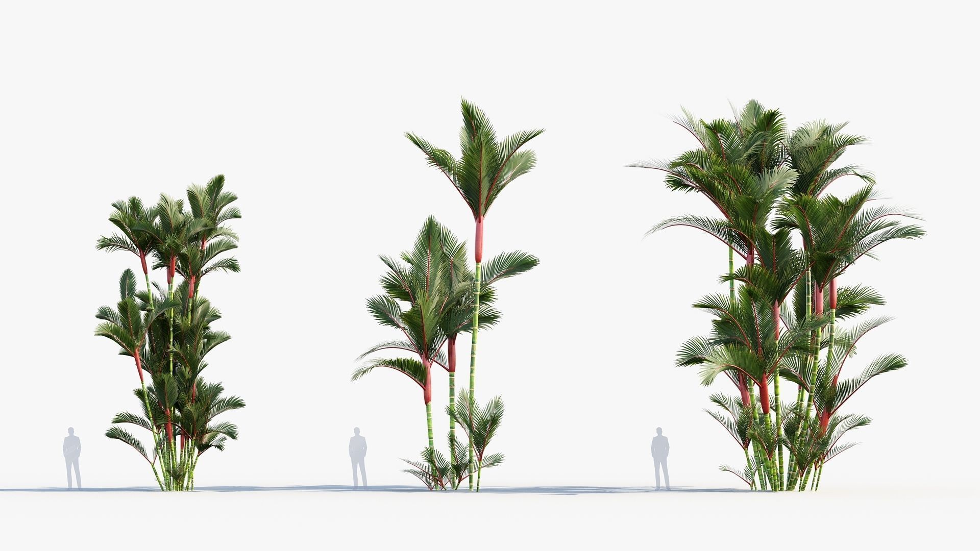 Plant Package 01 Palm 3D model_21