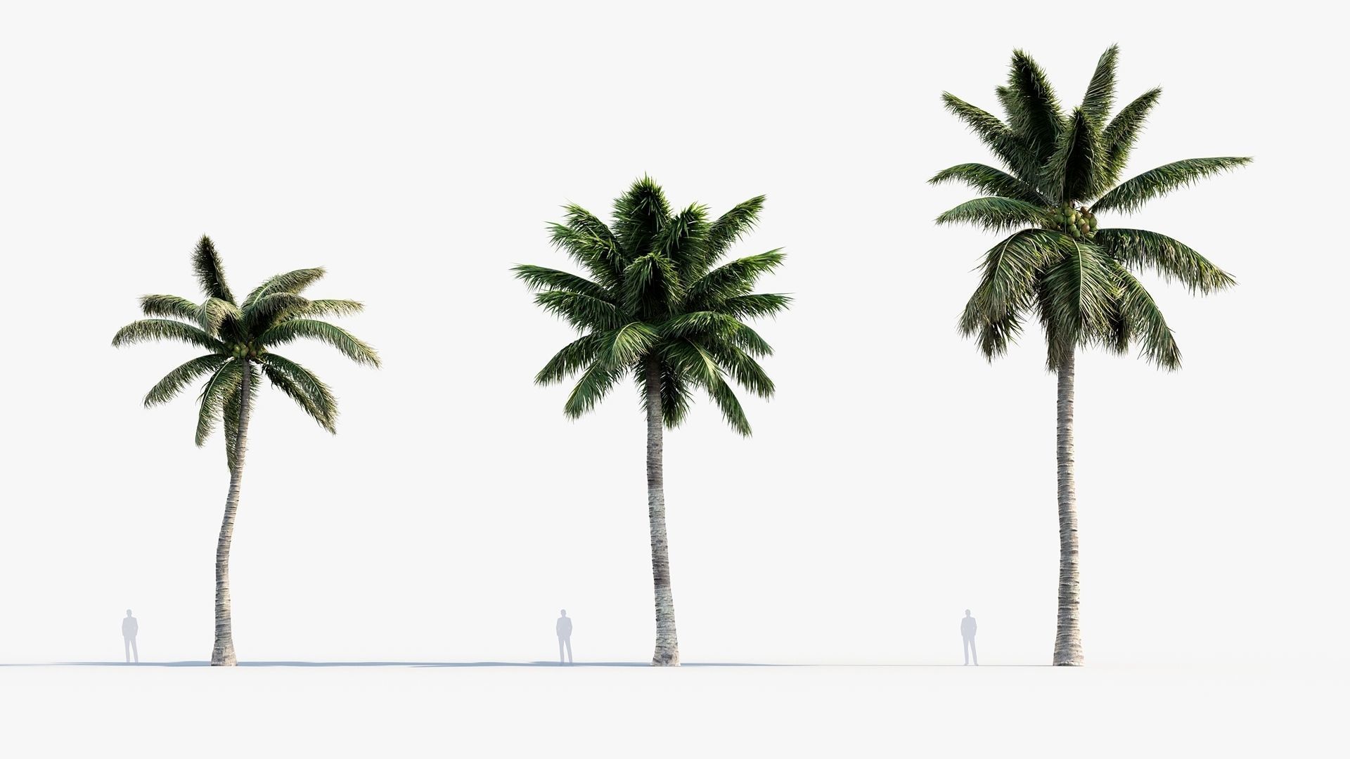 Plant Package 01 Palm 3D model_15