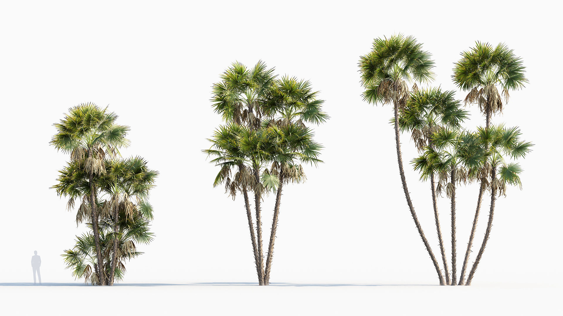 Plant Package 01 Palm 3D model_3
