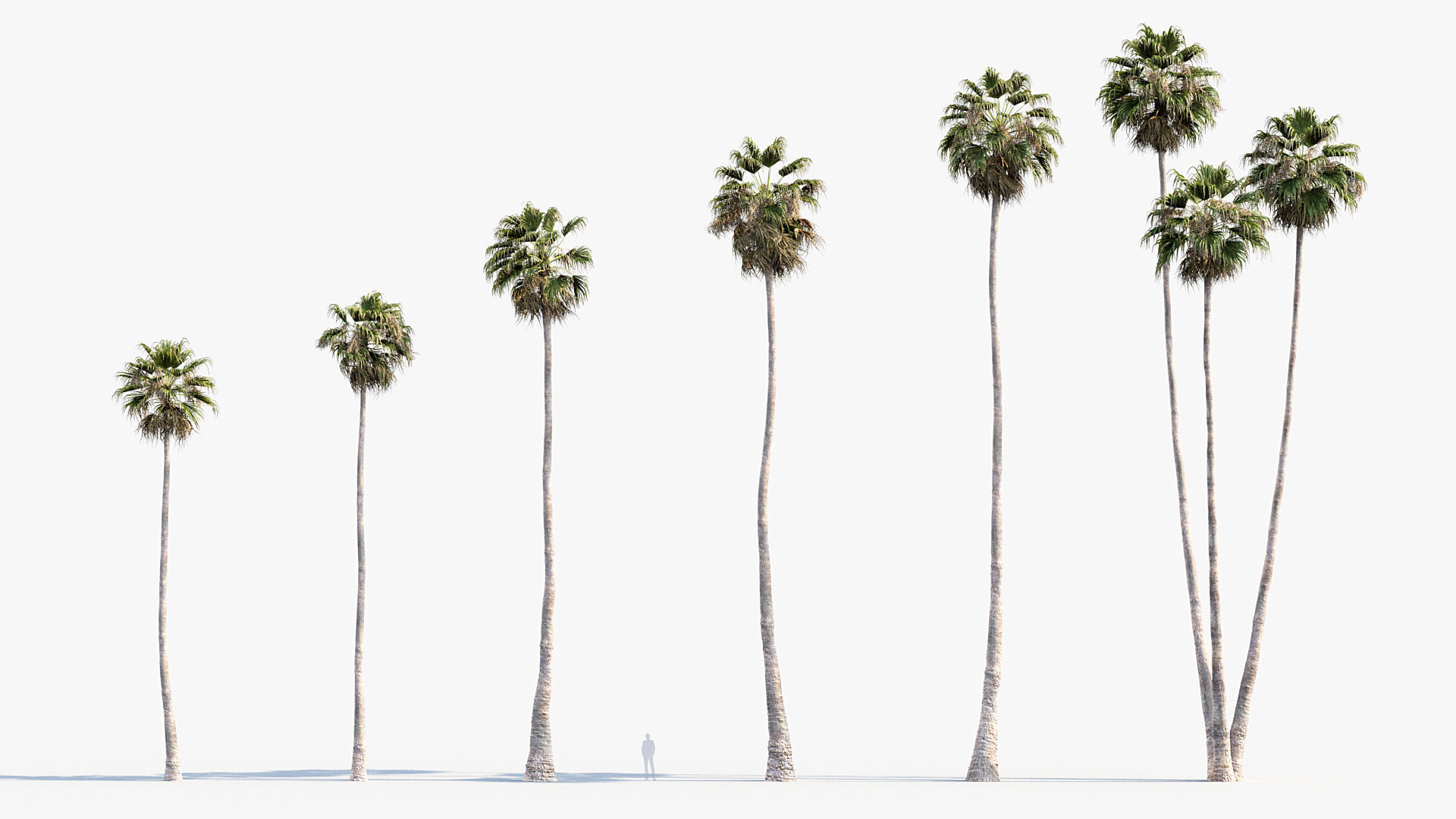 Plant Package 01 Palm 3D model_49