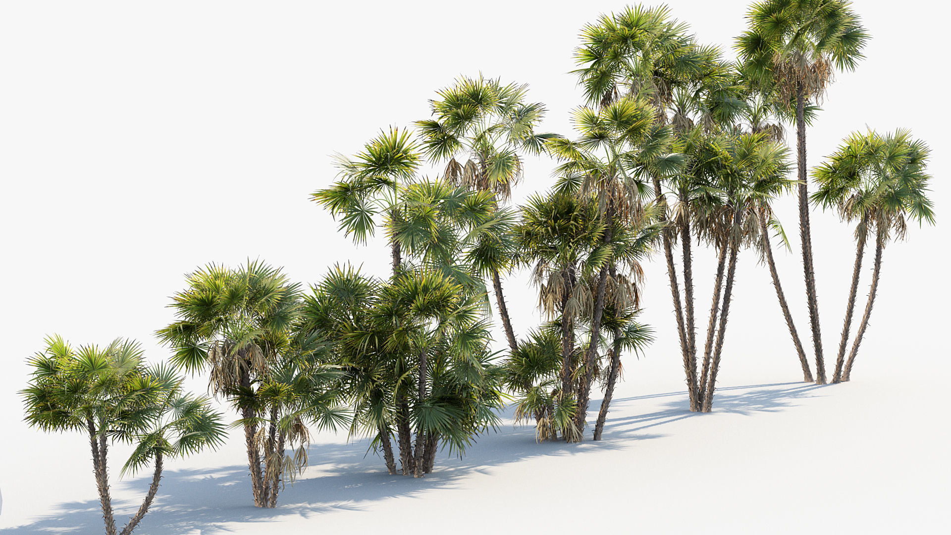 Plant Package 01 Palm 3D model_5